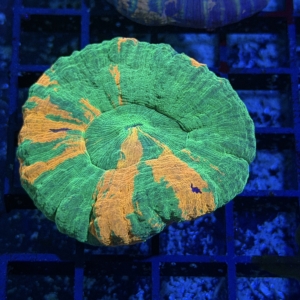 Scolymia