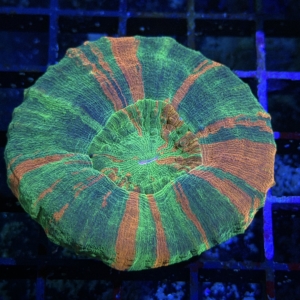 Scolymia