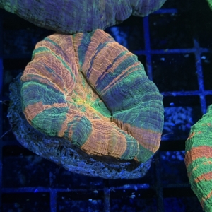 Scolymia