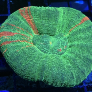 Scolymia