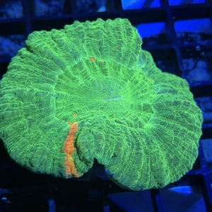 Scolymia
