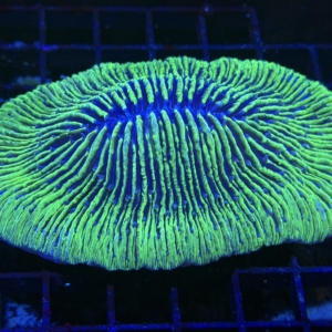 Tongue Coral