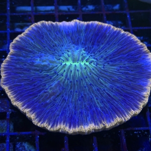 Plate Coral