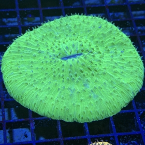 Plate Coral