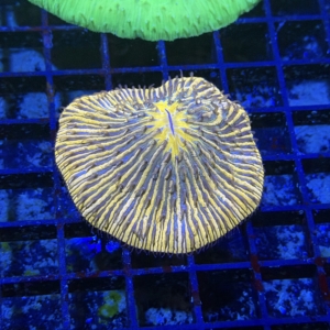 Plate Coral