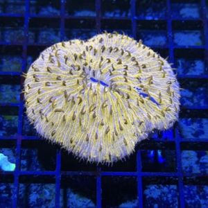 Plate Coral
