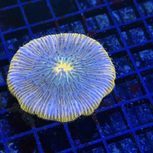 Plate Coral