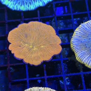 Plate Coral