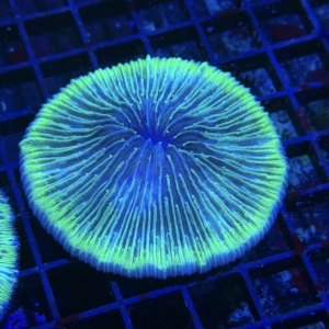 Plate Coral