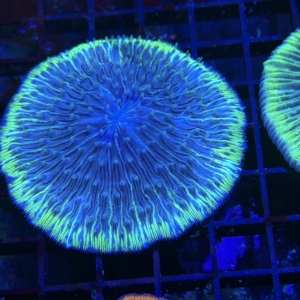 Plate Coral