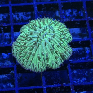Plate Coral