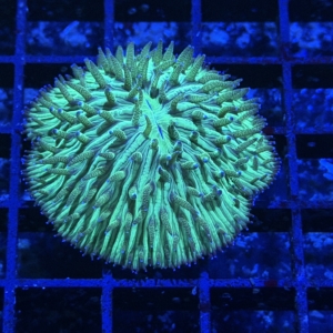 Plate Coral