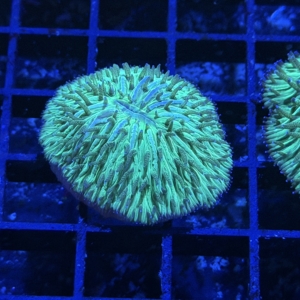 Plate Coral