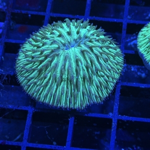 Plate Coral