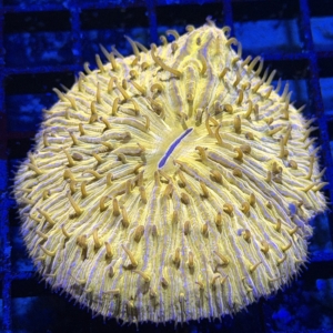Plate Coral