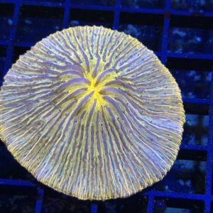 Plate Coral