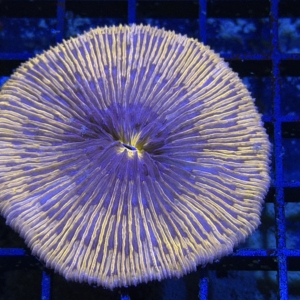 Plate Coral