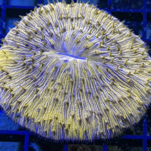 Plate Coral