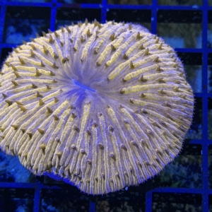 Plate Coral