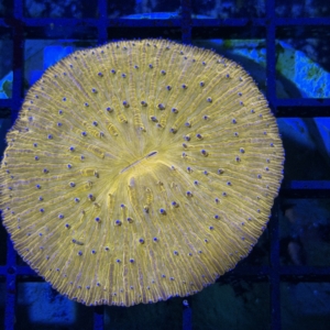 Plate Coral