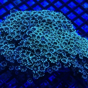 Alveopora