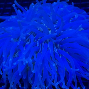 Long Tentacle Plate