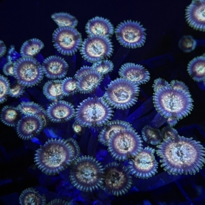 Palythoa