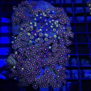 Zoa Rock