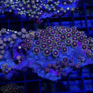 Zoa Rock