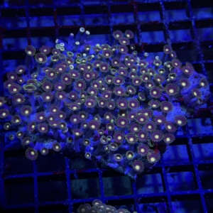 Zoa Rock