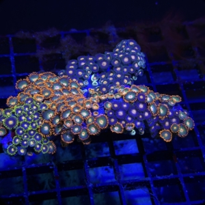 Zoa Rock