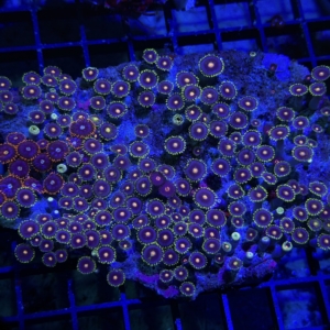 Zoa Rock