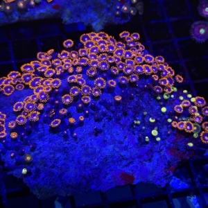 Zoa Rock