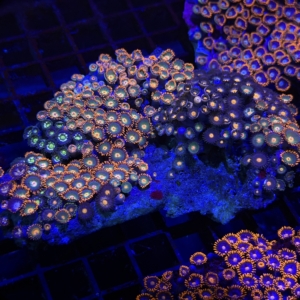 Zoa Rock