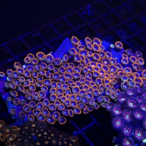 Zoa Rock