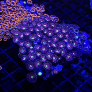 Zoa Rock