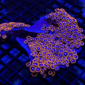 Zoa Rock