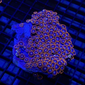 Zoa Rock
