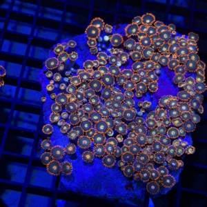 Zoa Rock