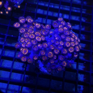 Zoa Rock