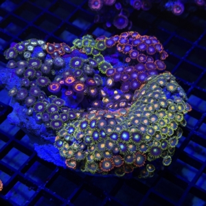Zoa Rock