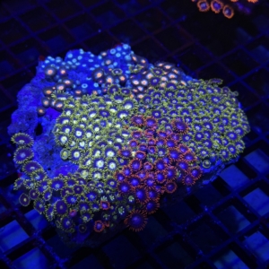 Zoa Rock