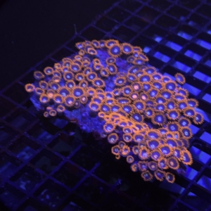 Zoa Rock