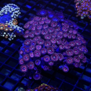 Zoa Rock
