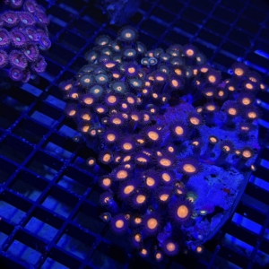 Zoa Rock