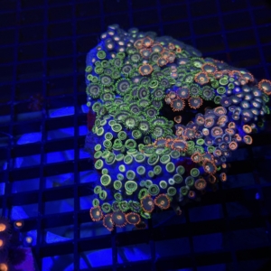 Zoa Rock