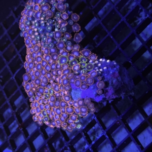 Zoa Rock
