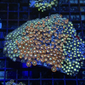 Zoa Rock