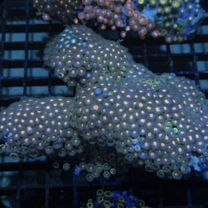 Zoa Rock