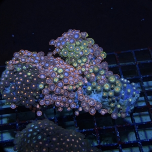 Zoa Rock